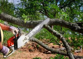 Trusted West Canton, NC Tree Care  Experts